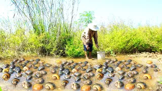 Catch Snails when water flooded in rice farm flow on road Meet Crabs & Snails underwater clear