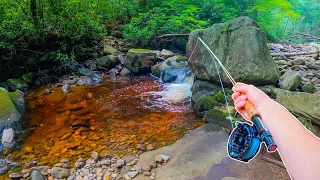 Fly Fishing an INCREDIBLE Looking Creek for Trout! (Brook Trout Heaven)