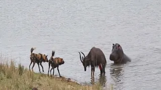 buck fighting wild dogs | hippos gets caught by crocodile | #animal vs animal