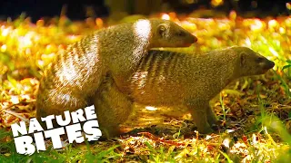 Mongooses: The Cute and Fearless Survivors of the Wild | Bandits of Selous | Nature Bites