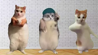 Cats' Dance - Scooby Doo Pa Pa (Music Video 4k HD)