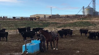 What is life like in a cattle feedlot?