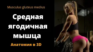 Средняя ягодичная мышца. Musculus gluteus medius. 3D-обзор. Анатомия.