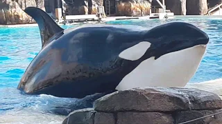 Orca Encounter (1/8/20 | Behaviors only) SWSD