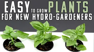 10 EASY TO GROW HYDROPONIC PLANTS