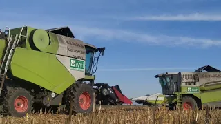 🇺🇦 Кукурудзу на зерно🌽//2022//4х МТЗ// 3х Claas// agro Yuskivtsi 👨🏽‍🌾.