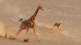 Wildlife: Giraffe vs 5 Löwen : der Überlebenskampf