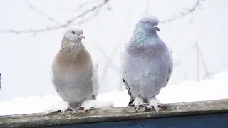 Как гнать голубей по первому снегу?