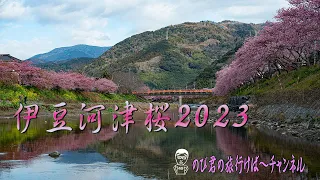 伊豆河津桜まつり2023