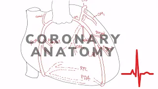 A Cardiologist Teaches Coronary Anatomy.  An Easy Cardiology Tutorial.