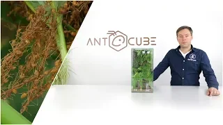 ANTCUBE starter set for weaver ants 