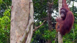 A Newly-Released Orangutan Turns on His Handlers