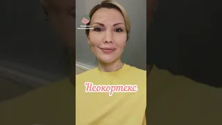 Неокортекс