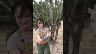 Streamer really wants to hug an emu, credit Peachjars