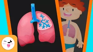 Travel through the Respiratory System - Fun Science for Kids