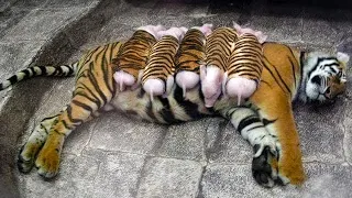 Tigerin adoptierte Ferkel und zieht sie wie ihre eigenen Jungen auf