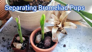 Separating Bromeliad Pups