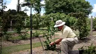 Dr. Arlie Powell demonstrating how to trellis blackberries. Petals from the Past