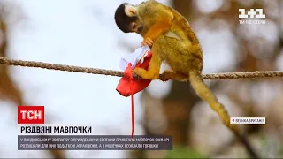 У лондонському зоопарку мавпочкам розвішали атракціони і дали частування до свят | ТСН Ранок