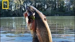 National Geographic Documentary Wild Fish Warrior Catfish Attack Nat Geo Wild