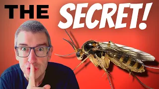 Eliminating Fungus Gnats: the 'Secret'! 🤫