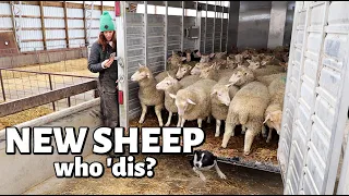 WE EXPANDED THE SHEEP FLOCK! (sorta.) Vlog 418