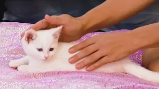 Baby Kitten Massage Tutorial & How Cute Animals Reduce Stress, How to Massage Cats & Kittens