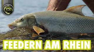 FEEDERN am Rhein - Zielfisch BARBE