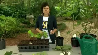 Southern University Ag Center-Propogating Plants- Seg 1 1