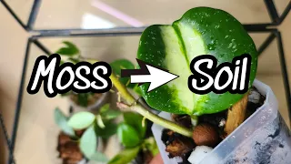 Rare Hoya Repotting!! 🌸 how to move propagations from moss to soil 🪴