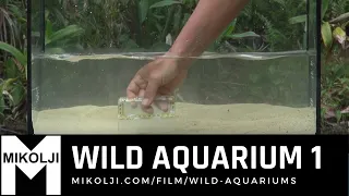 WILD AQUARIUM 1