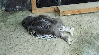 Why Do Owls Sleep Like This? You've Never Seen the Way Animals Sleep