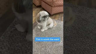 The smartest Shih Tzu in the world!