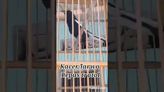 suara burung kacer larwo lepas trotol||mulai rajin bunyi