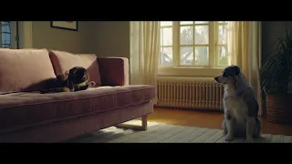 Stella & Chewy's - Comfortable Skin Cat & Dog :15 Spot