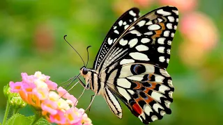 Цветы и бабочки под красивую музыку. Красивые бабочки кружатся над цветами (часть 2)
