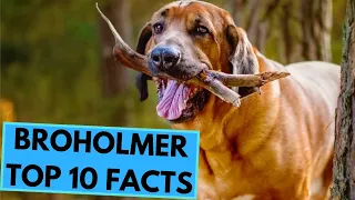 Broholmer - TOP 10 Interesting Facts