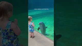 Dolphin stops to 'talk' to toddler at Mississippi Aquarium
