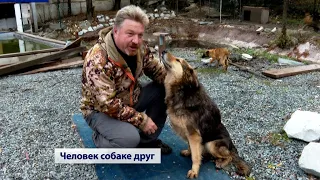 Доброволец содержит приют для бездомных собак (Симферополь, Крым) 2020