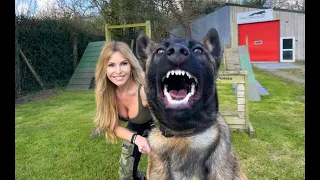 THE BELGIAN MALINOIS - FIERCE WILDLIFE PROTECTION DOG