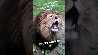 Lion's Roar, The definition of Power🔥#shorts #funny #wild #lion #predator #youtube