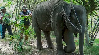 Treating poor Elephant suffering from an abscess his leg by wildlife officials