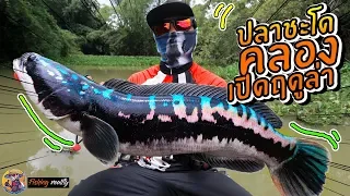 ` ปลาชะโดคลอง( จระเข้ดุ )สีโครตสวยตัวแรกของปีนี้ 2019 `  | fishing snake head in thailand 2019