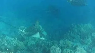 Spotted eagle rays dance