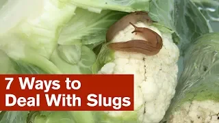 7 Ways to Deal With Slugs