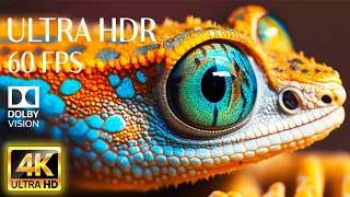 4K HDR 60fps Dolby Vision with Animal Sounds & Calming Music (Colorful Dynamic) #32