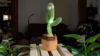 Wiggly Dancing Cactus