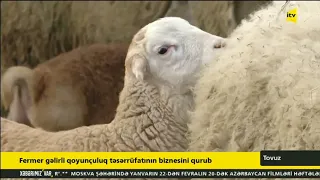 Fermer gəlirli qoyunçuluq təsərrüfatının biznesini qurub-İTV