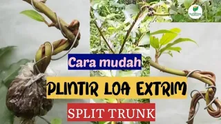 Nonton 5 menit di jamin langsung bisa praktek bonsai Loa split trunk