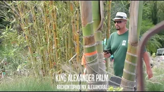 King Alexander Palms in Jacksonville